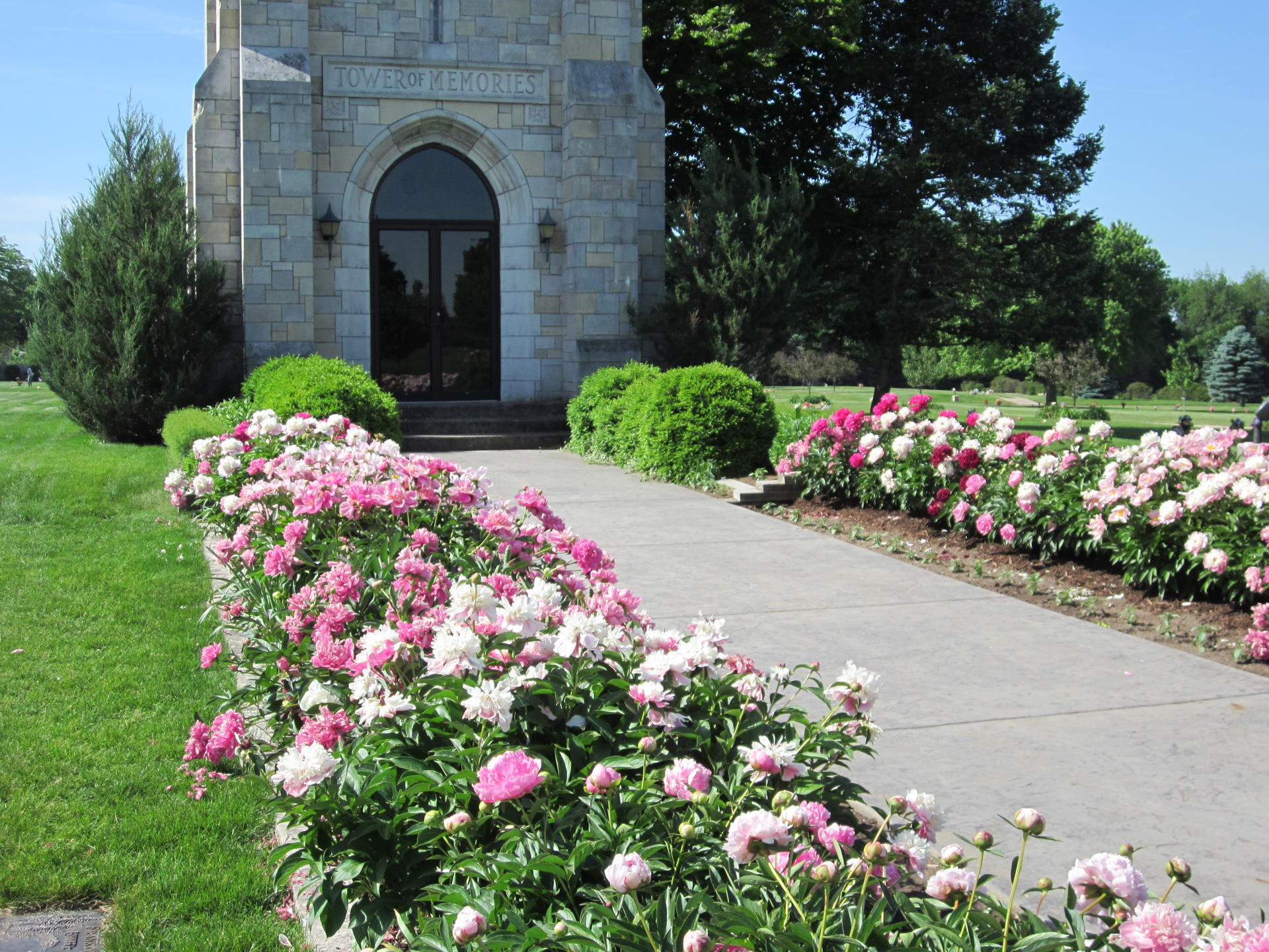 Peonies