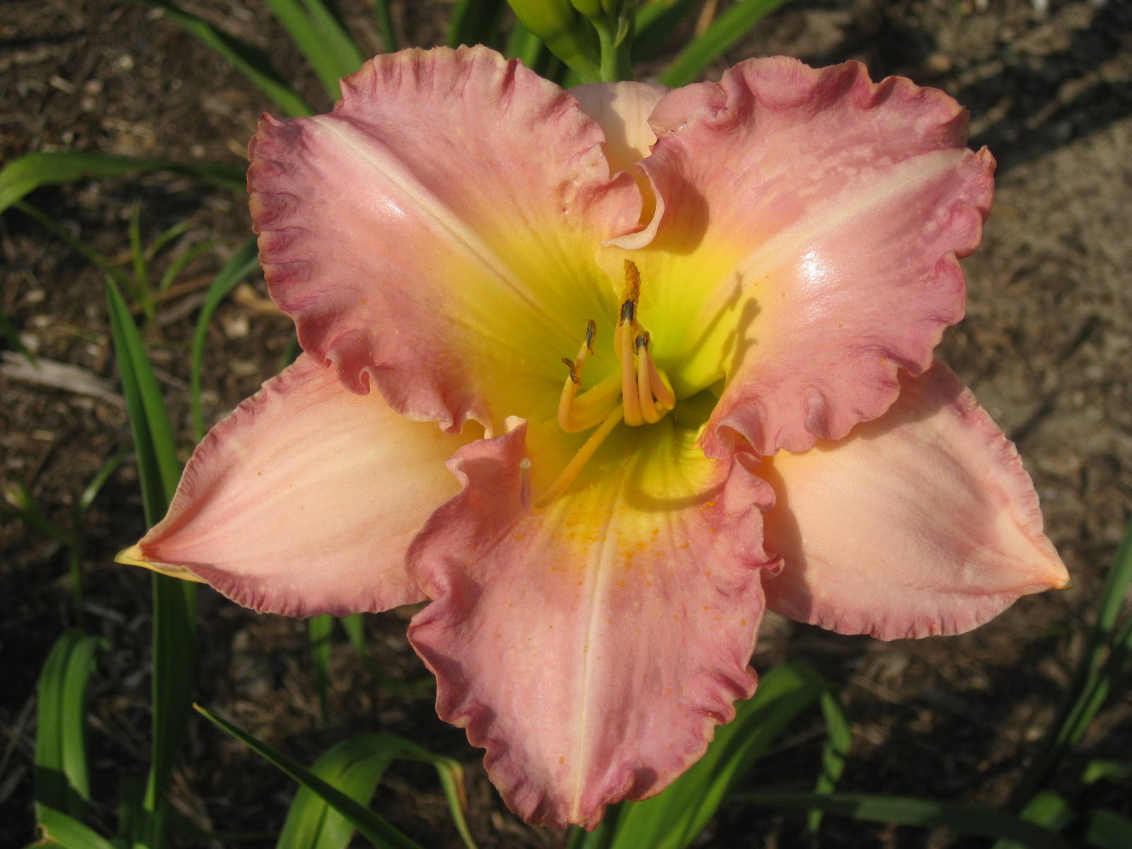 FLOWER